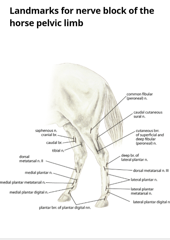 Equine Lameness Investigation
